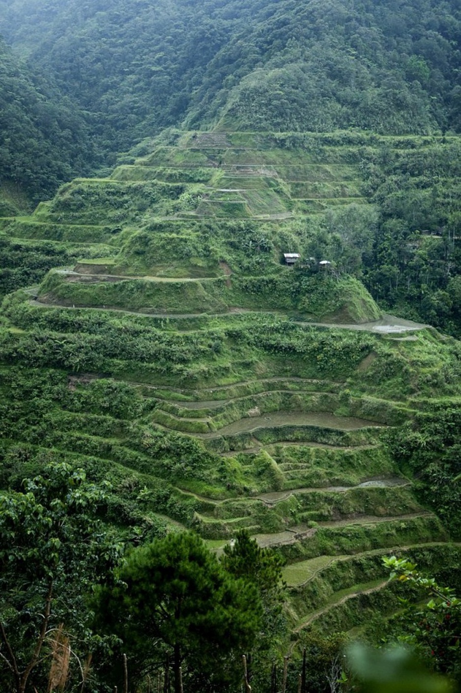 Rice terraces