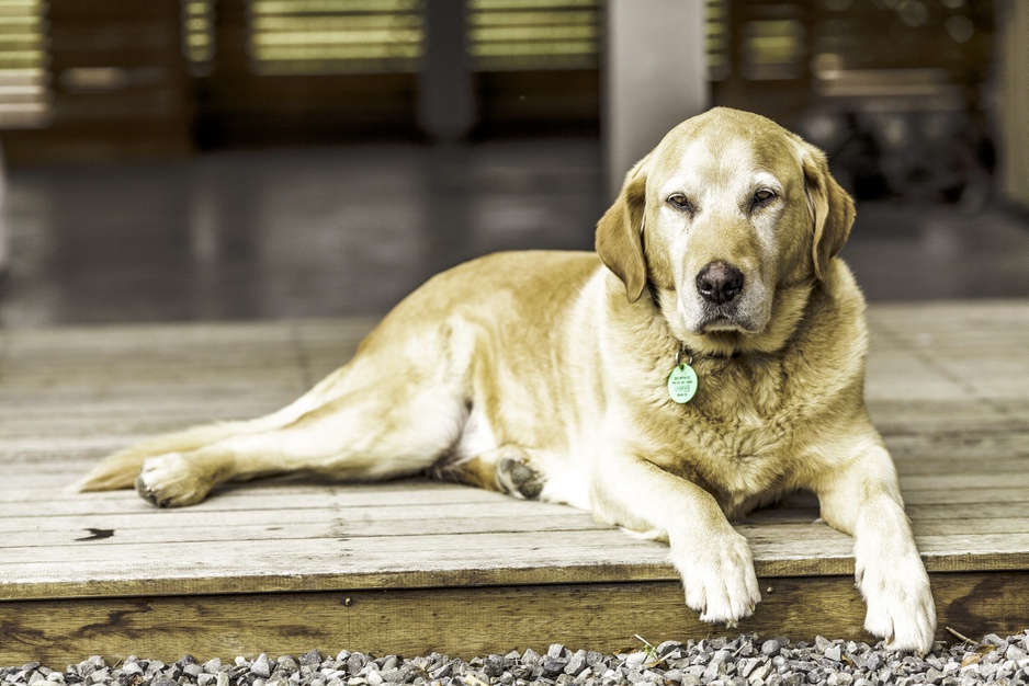 Dog relaxing at the entrance