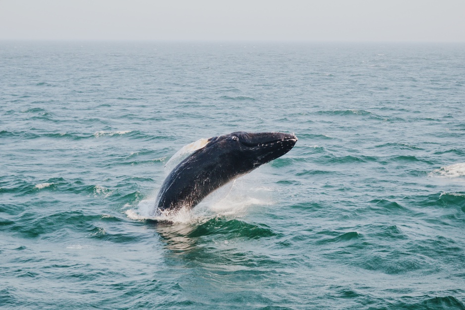 humpback whale above body of water in Bar Harbor