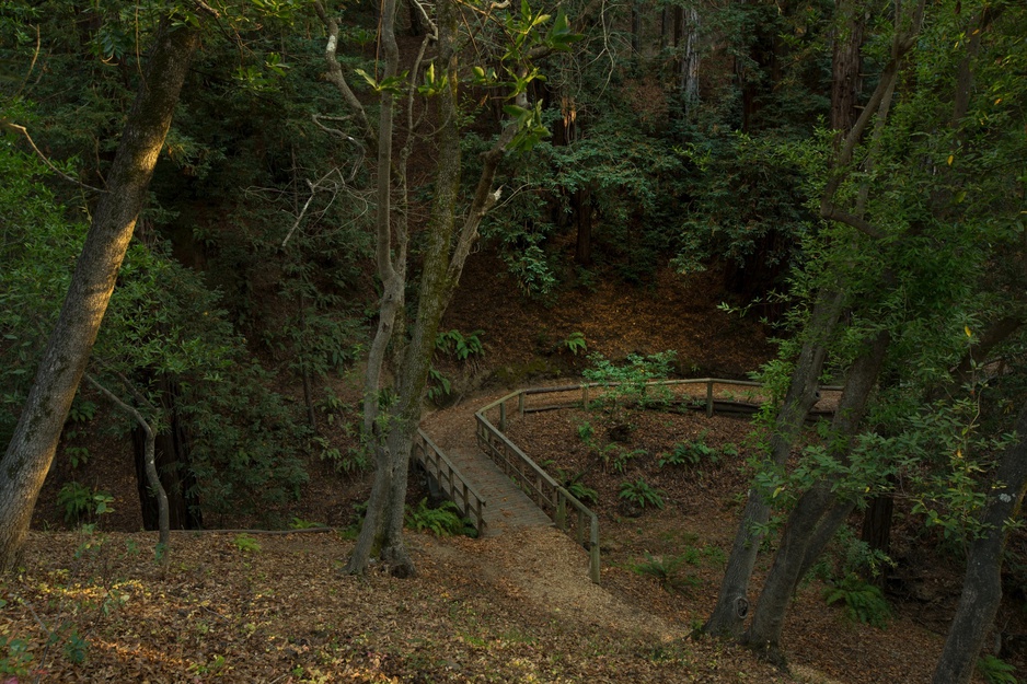 Ventana Big Sur Forest Pathway