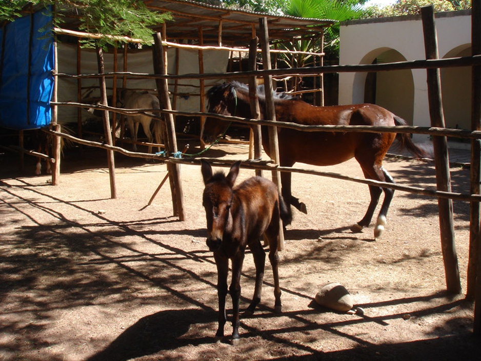 Safari Lodge Adama hotel horses