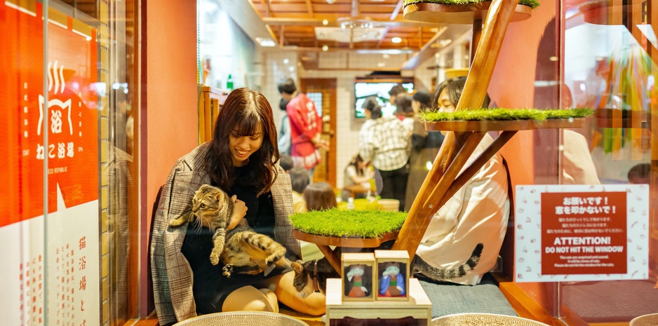 Cat Spa & Cat Ryokan & Cat Café in Osaka