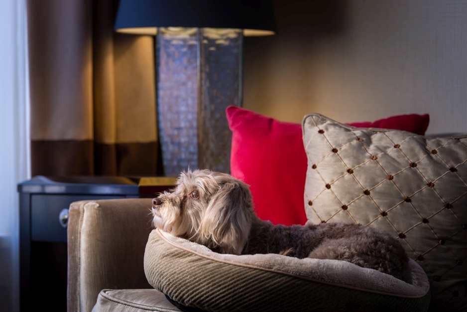 Hotel Shattuck Plaza Dog-Friendly