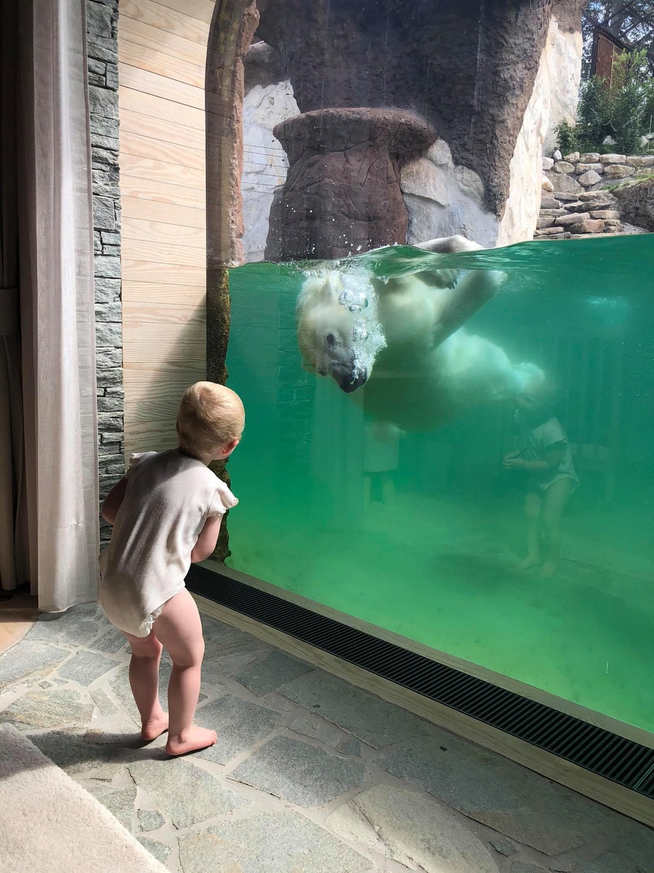 Pairi Daiza Resort Polar Bear House Baby At The Window