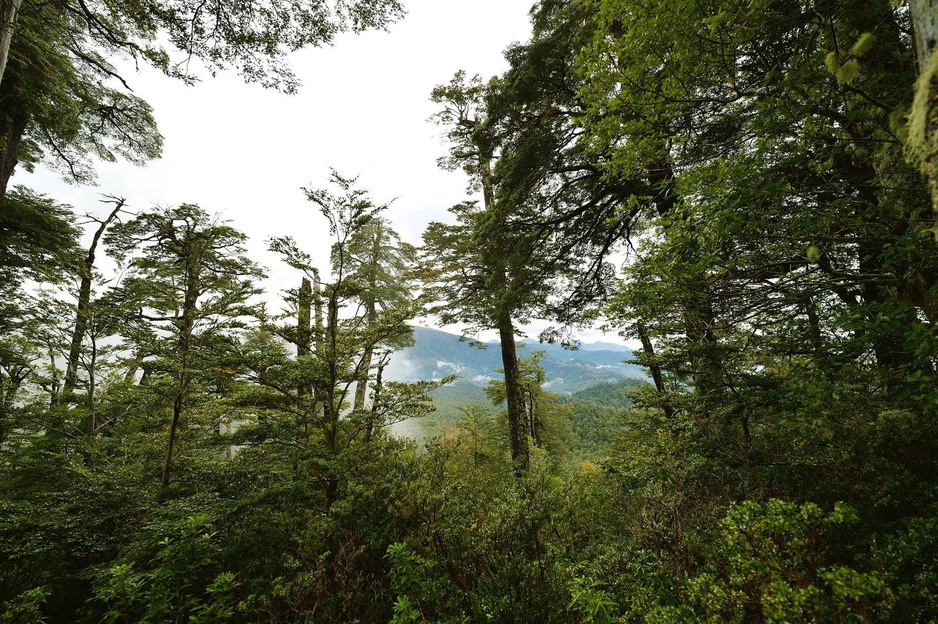 Huilo-Huilo Biological Reserve Jungle