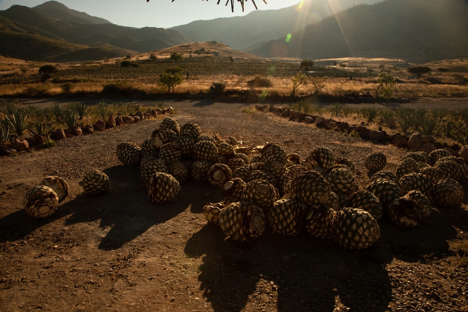 Casa Silencio Agave Harvest