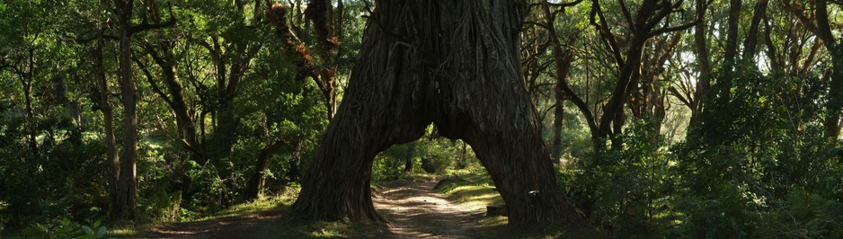 Tanzanian nature