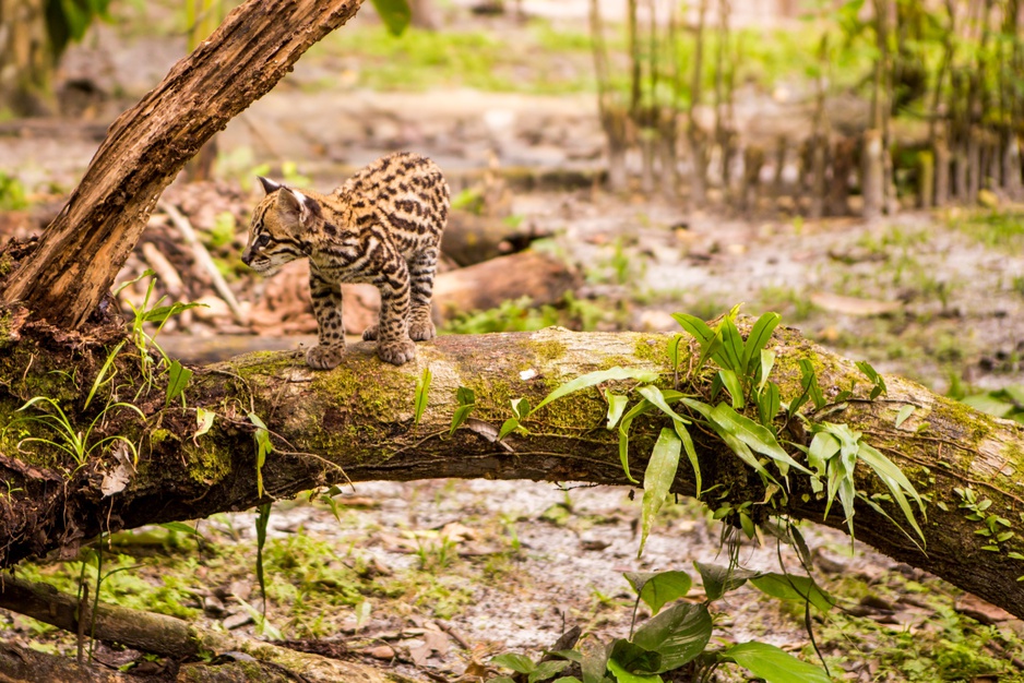 Amazon Rainforest Baby Leopard