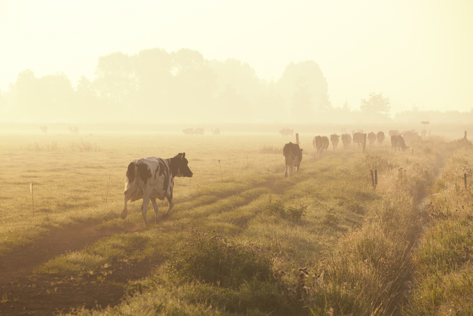 Cows