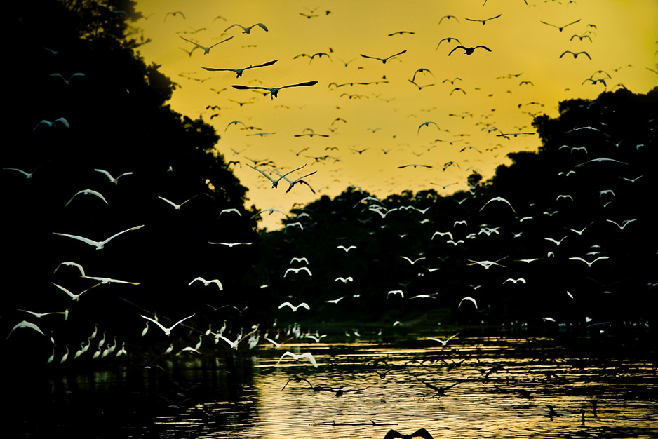 Amazon River Birds