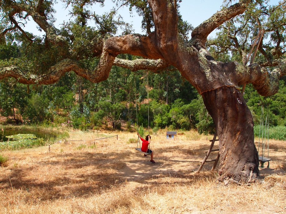 tree swing