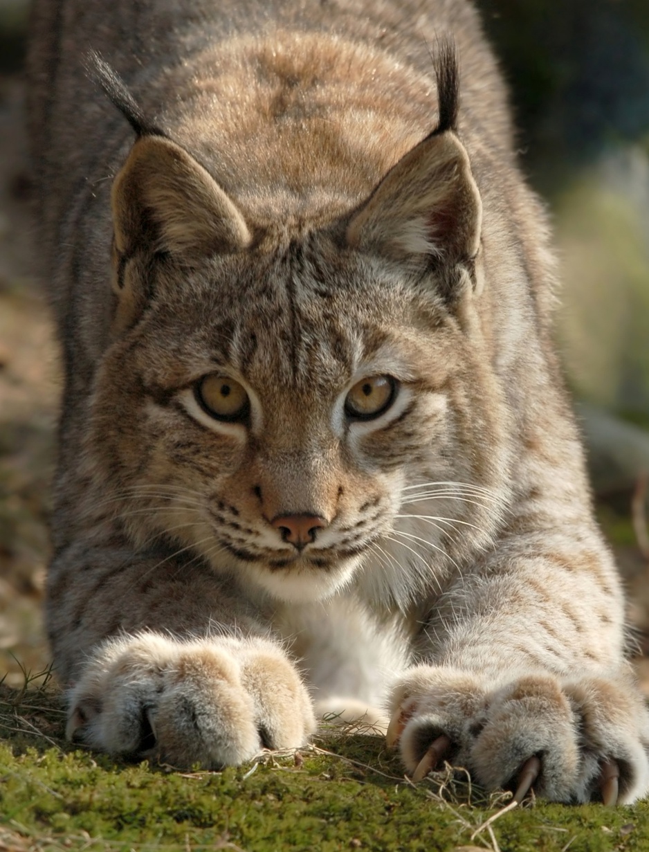 Lynx