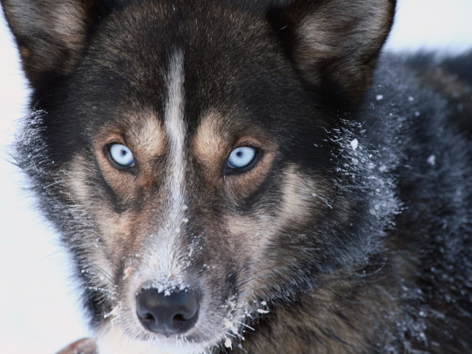 Beautiful Husky face