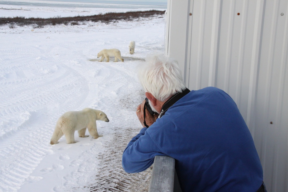 Taking photos of polar bears