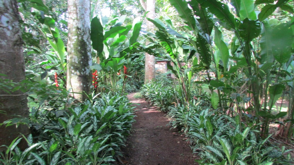 Parrot Nest Lodge in the jungle