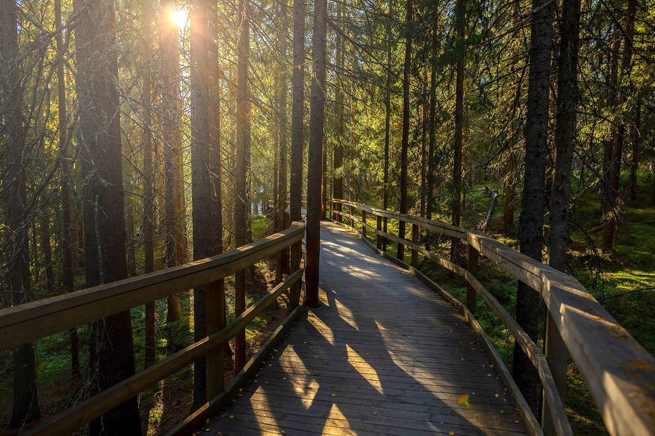 Vildriket-Nordic Wildlife Park Wooden Boardwalk