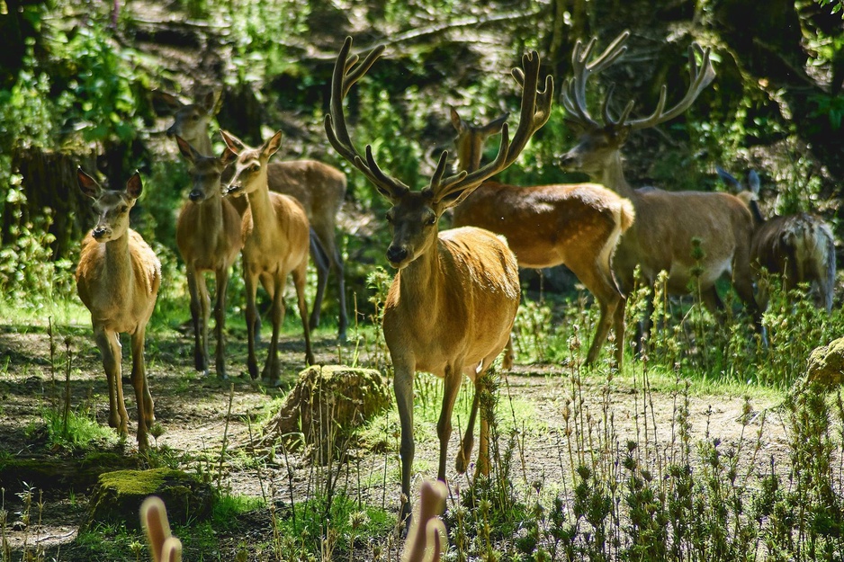 Huilo-Huilo Biological Reserve Deer