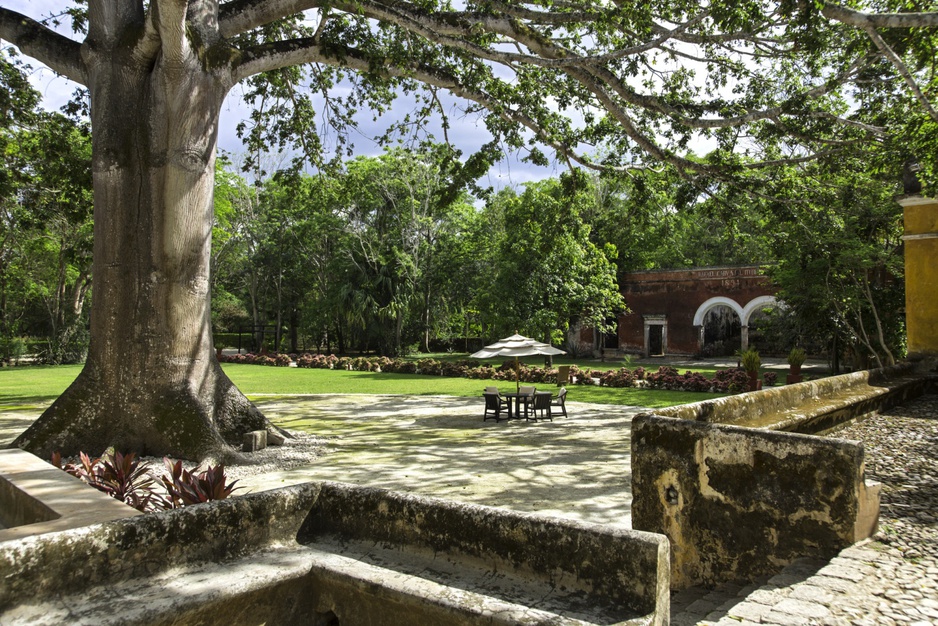 View from the Hacienda Uayamon restaurant on the large tree