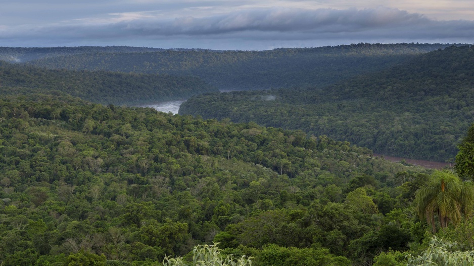 Misiones Jungle