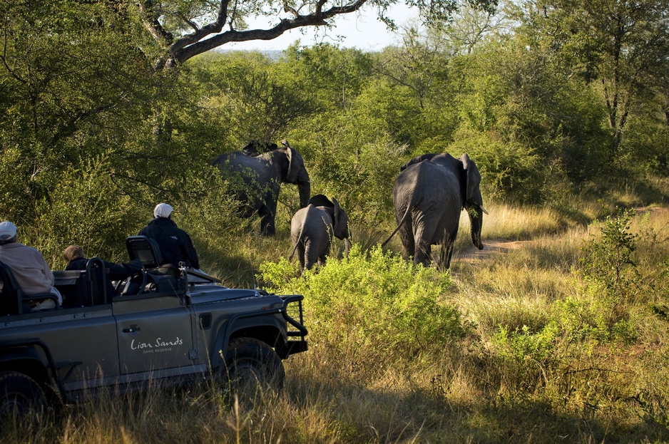 Elephants on safari