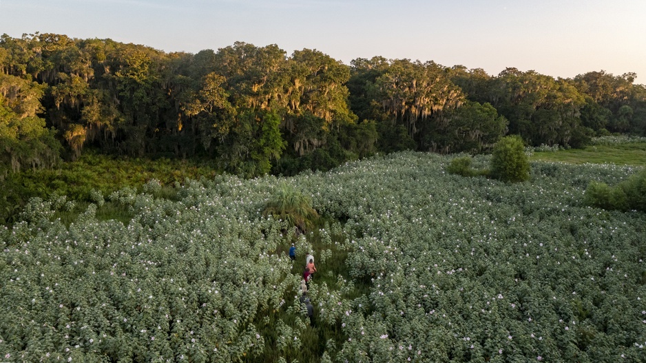 Little St. Simons Island Lodge Marsh Mallows