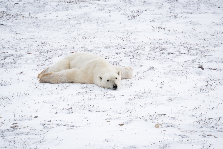 Cute Polar Bear