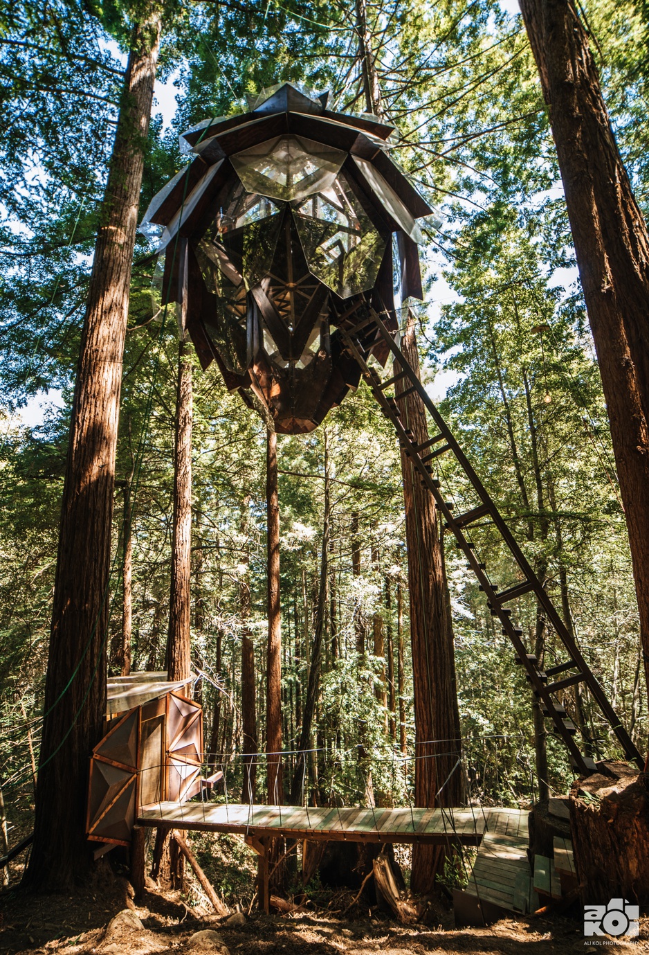 O2 Treehouse Pinecone