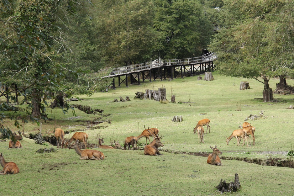 Canopy Village At Huilo-Huilo Natural Reserve