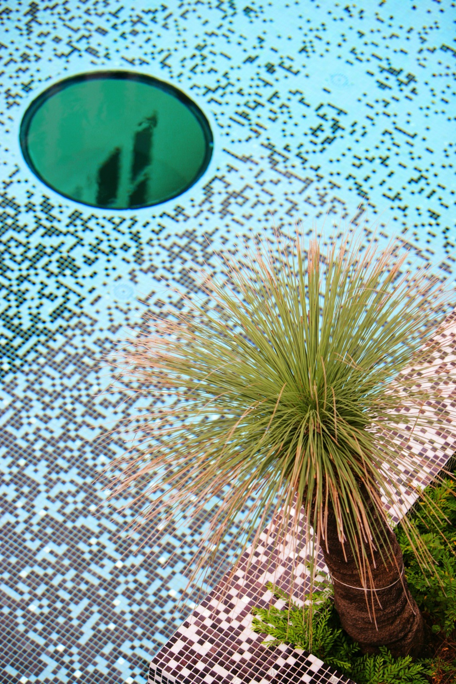 Swimming pool with palm tree