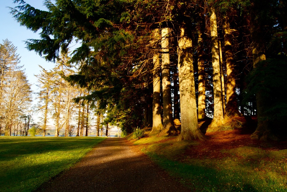 Ardanaiseig Hotel forest