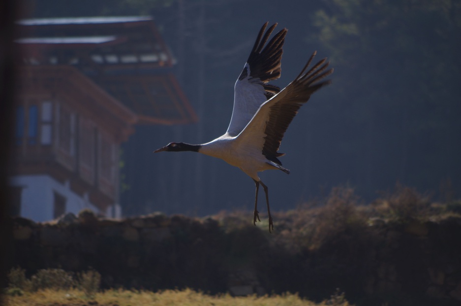 Black-CNecked Crane In Bhutan