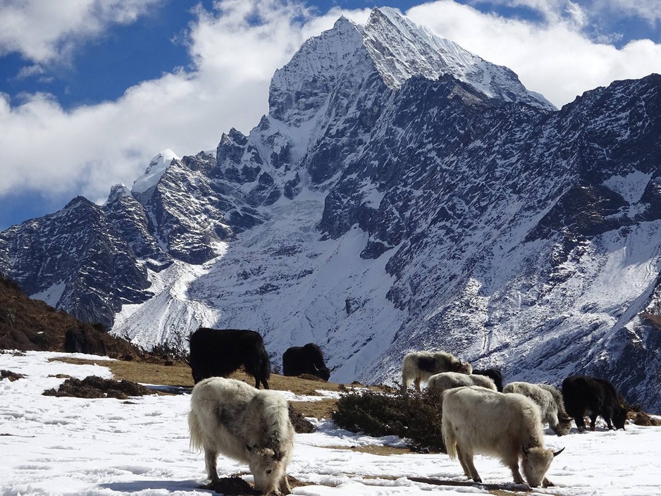 Himalayan Yaks