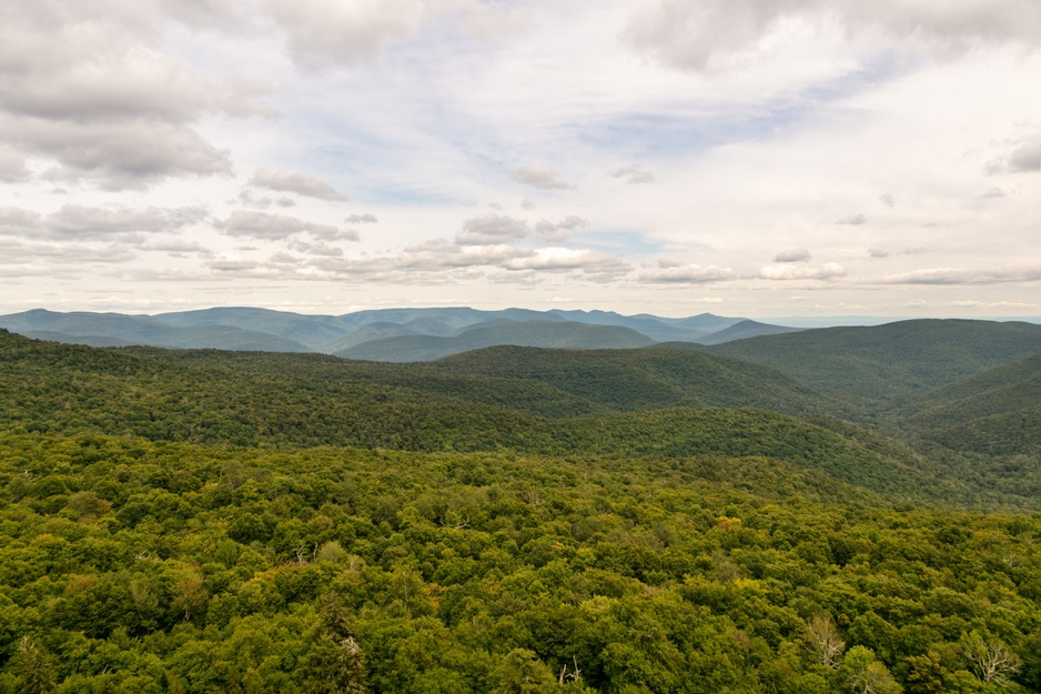 Catskills Forest