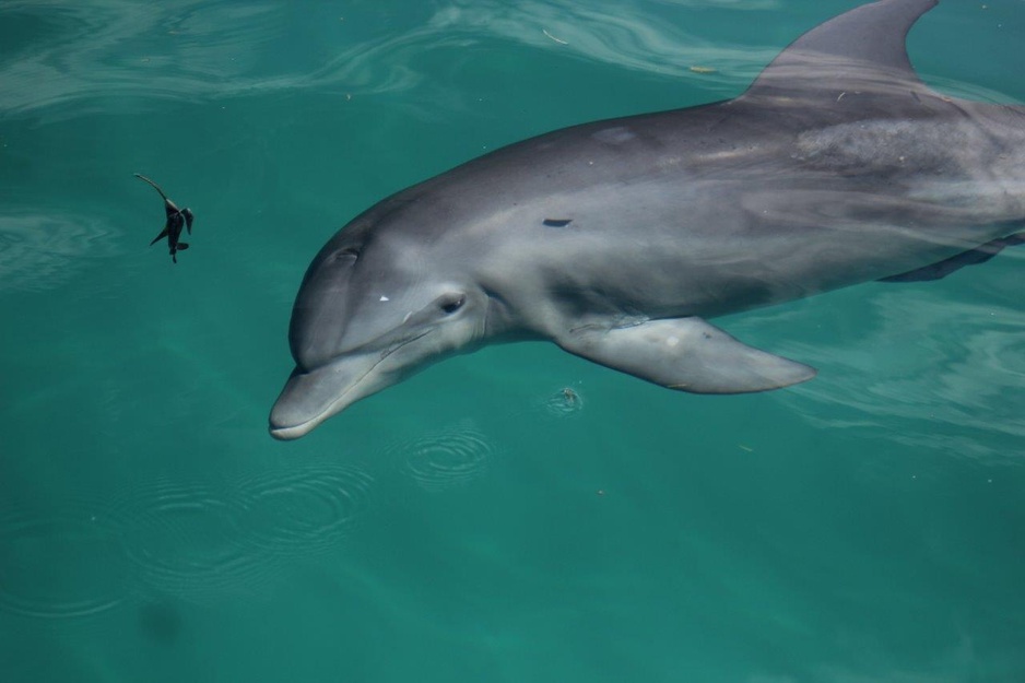 Dolphin at Watamu beach, Kenya