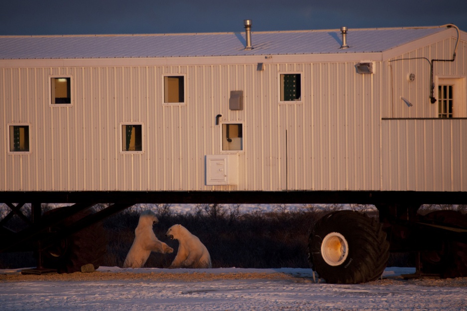 Tundra Buggy Lodge and Polar Bears at Sunset