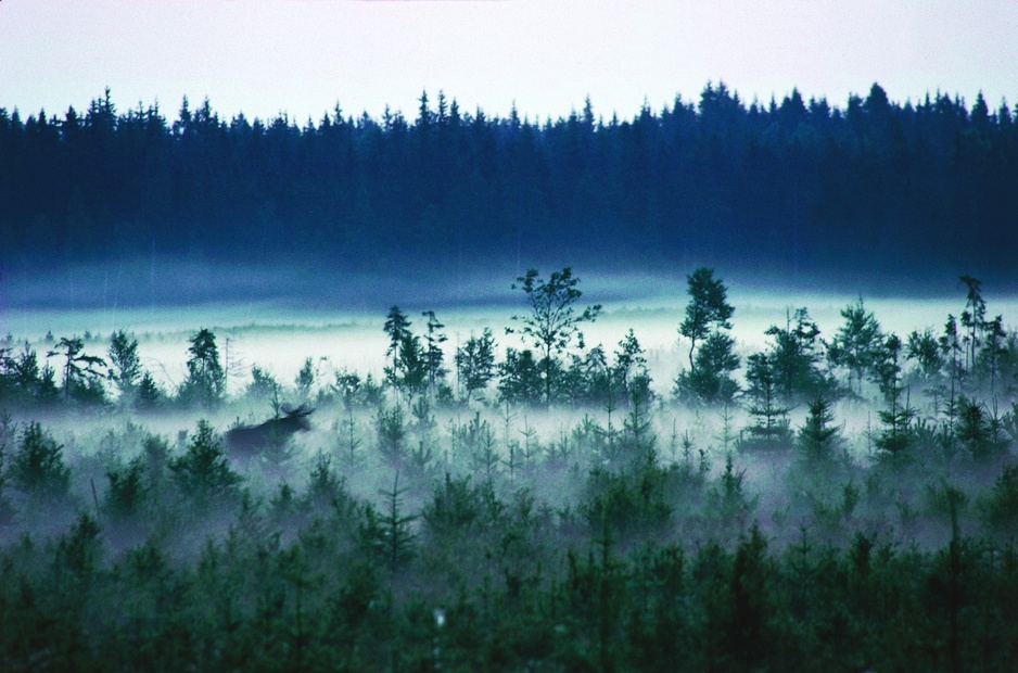 Swedish forest