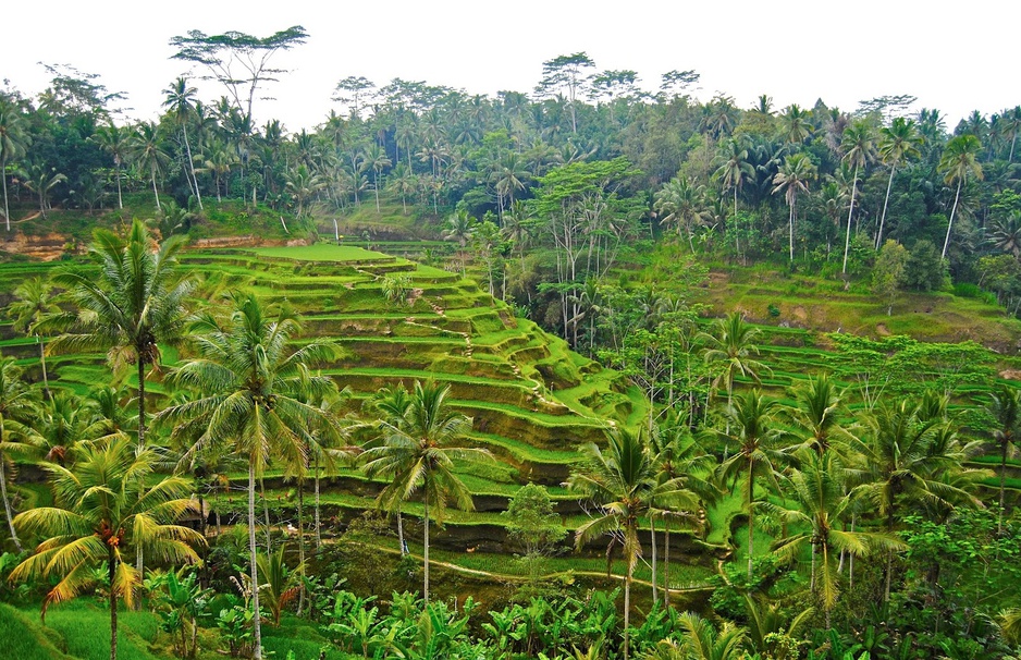 Rice Paddies in Ubud