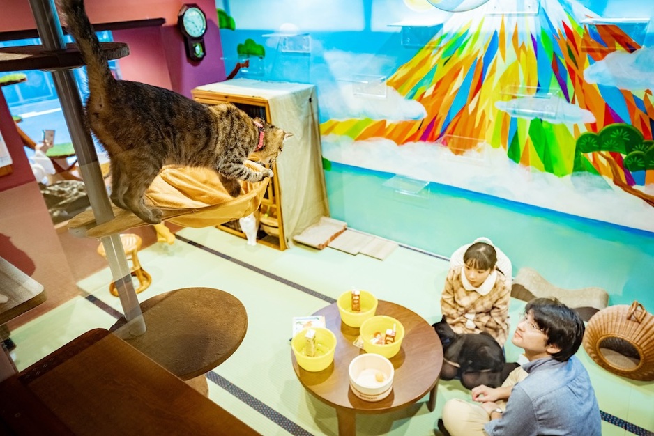 Cat Café