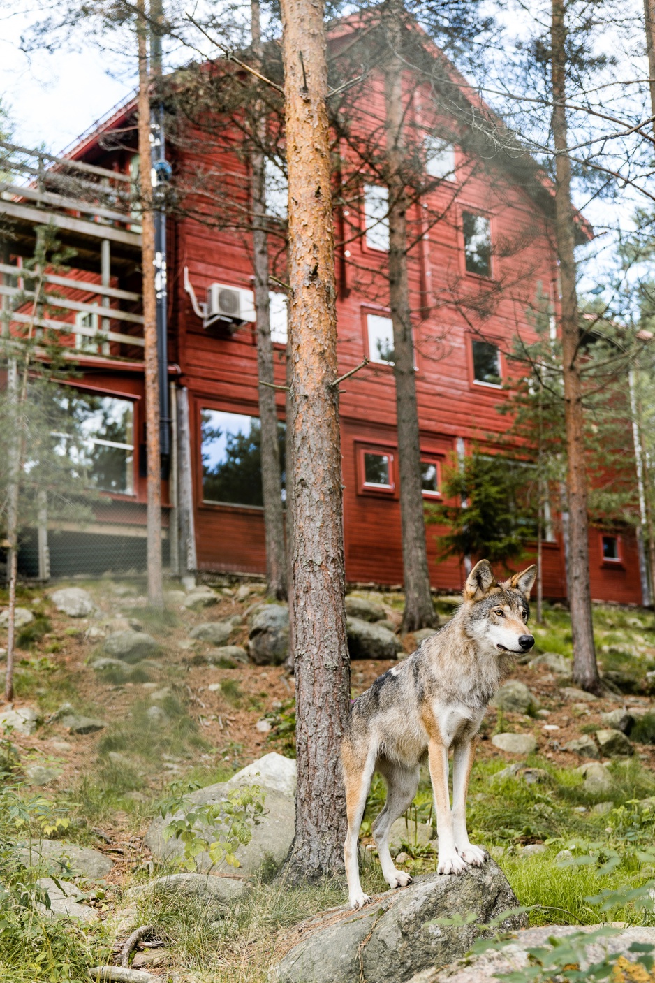 Varghotellet - The Wolf Hotel