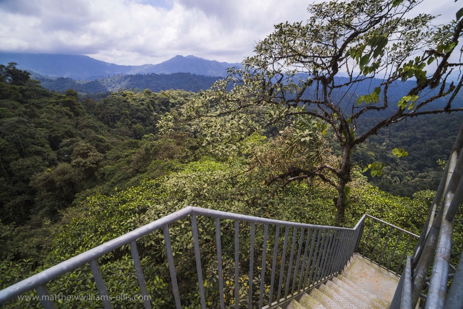 Jungle observation tower stairs