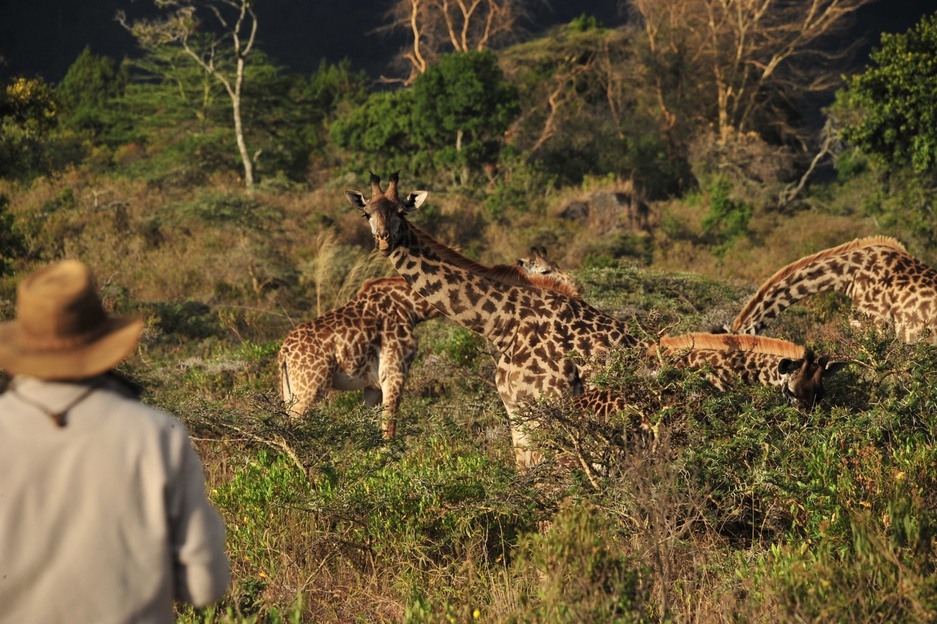 Watching the giraffes