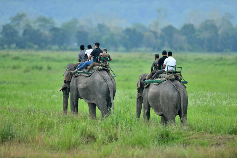 Vaani Greens Resort Elephant Ride