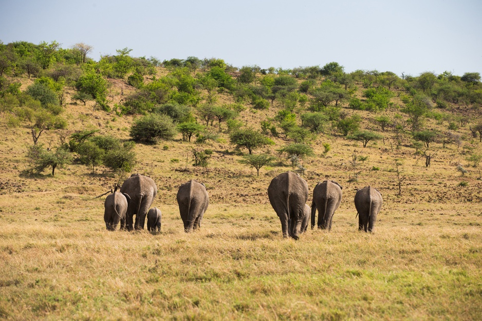 Elephants