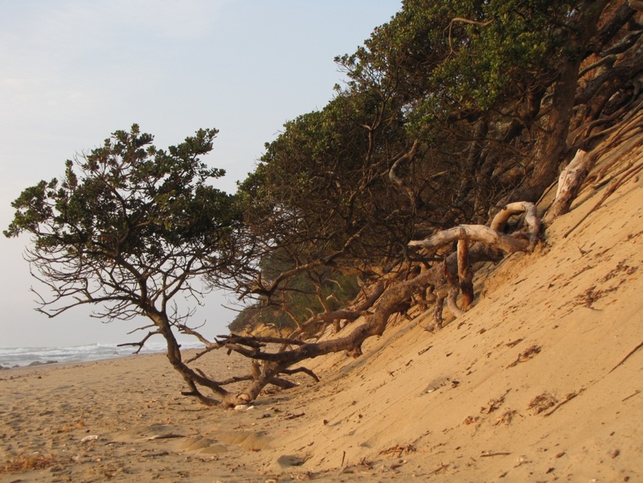 Wild Coast Beach South Africa