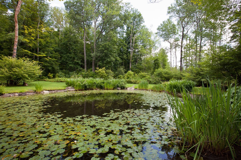 Lily pond