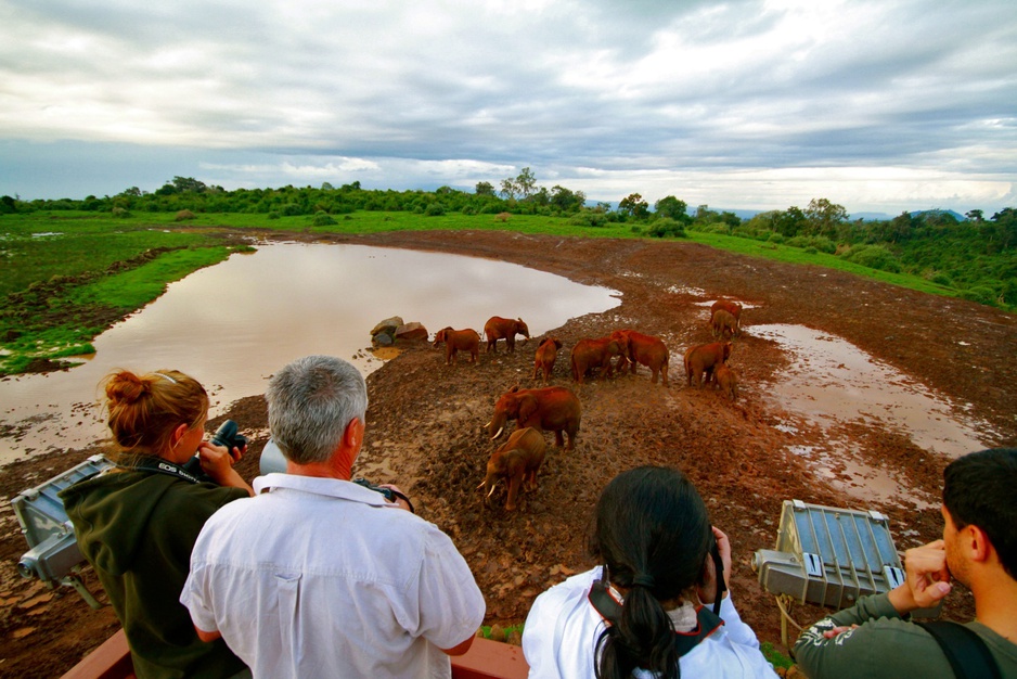 The Ark Lodge Kenya Elephant Viewing Platform