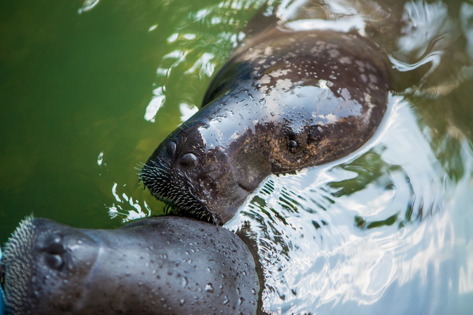 Amazon River Hippos