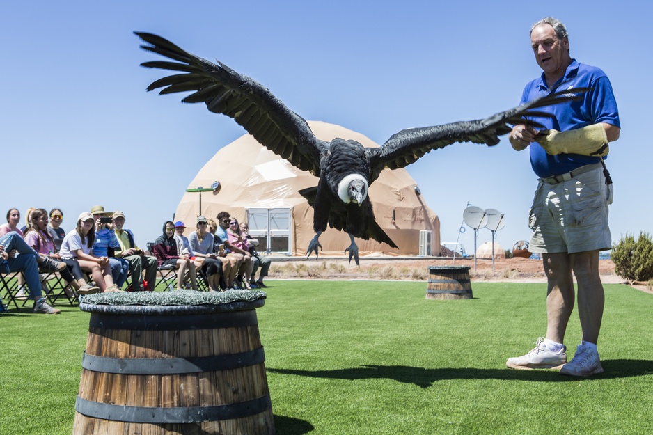 Clear Sky Resorts Falcon Show