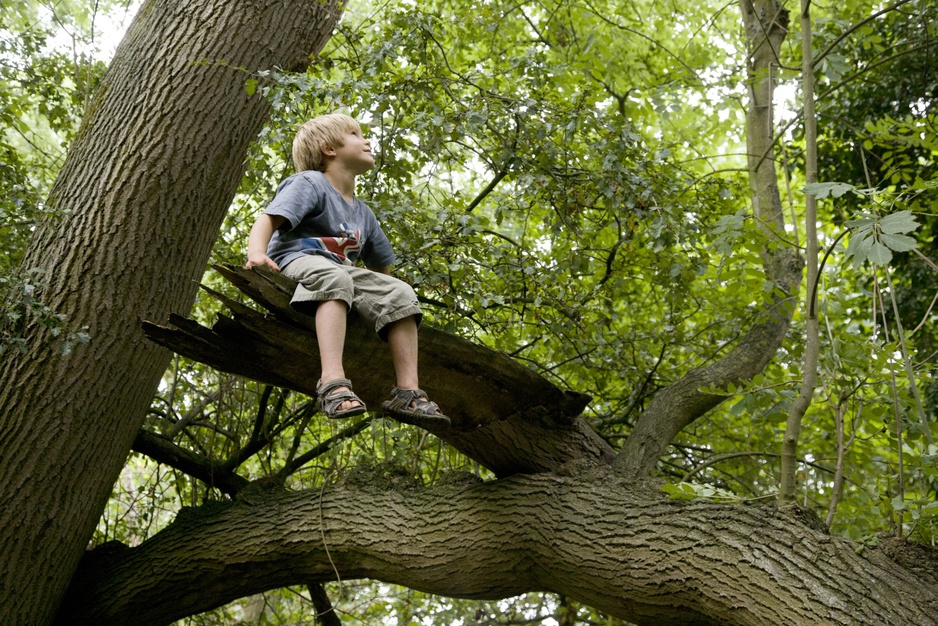 Boy sitting on a tree