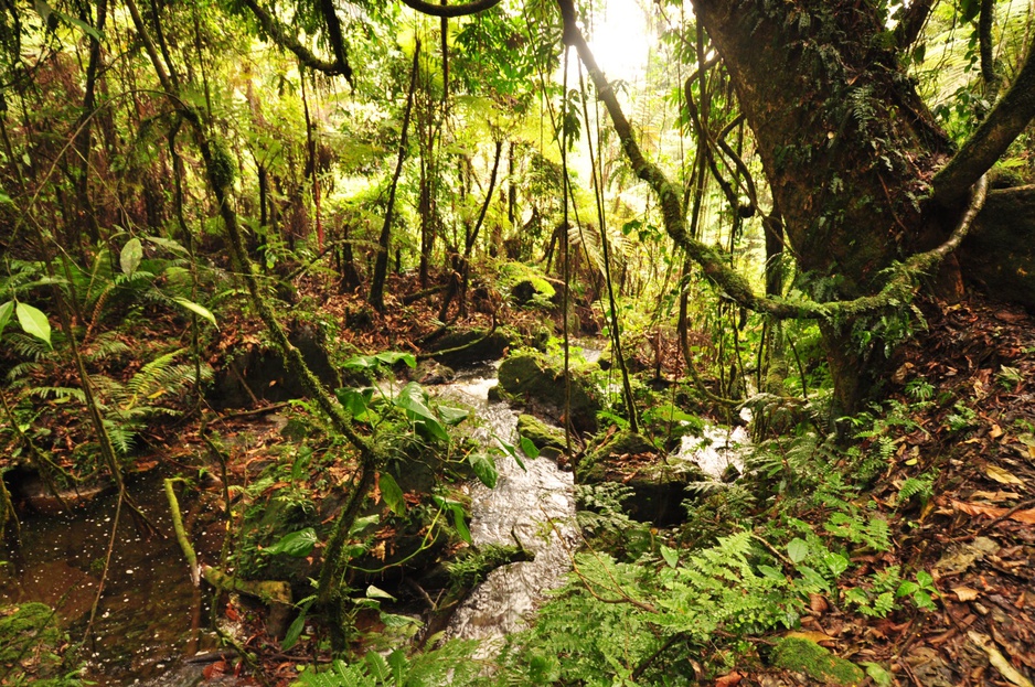 Uganda gorilla forest